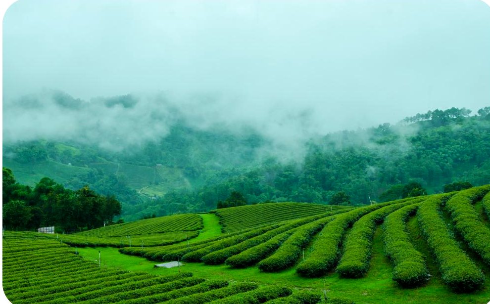 Misty Sichuan tea garden origin