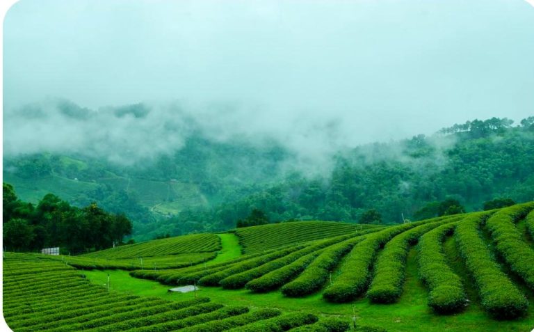 pdf-tea-garden-mist